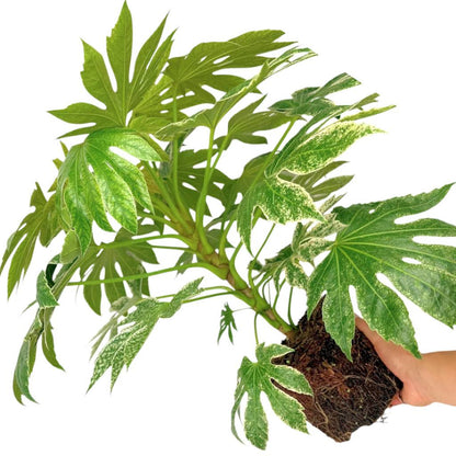 Fatsia &