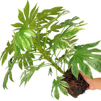 Fatsia 'Spider'S Web