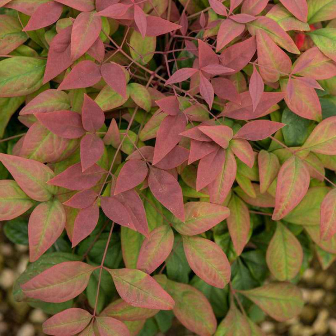 Blush Pink Nandina
