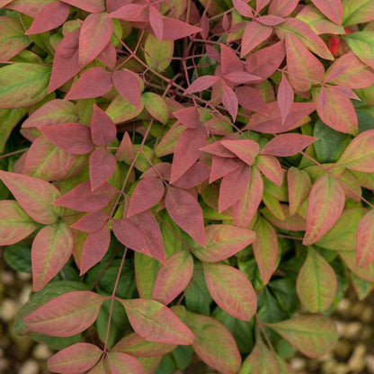 Blush Pink Nandina