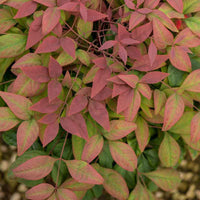 Blush Pink Nandina