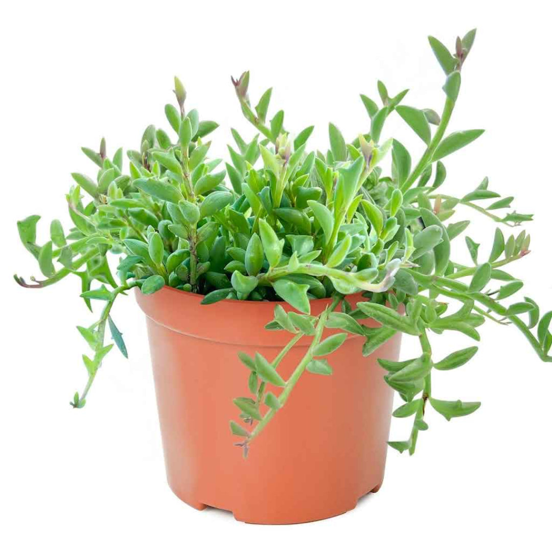 Dolphin succulent plant with lush green dolphin shaped leaves