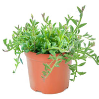 String of Dolphins Indoor Plant