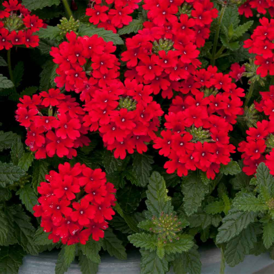 Verbena ‘EnduraScape Red’ Creeping Verbena - [EG]