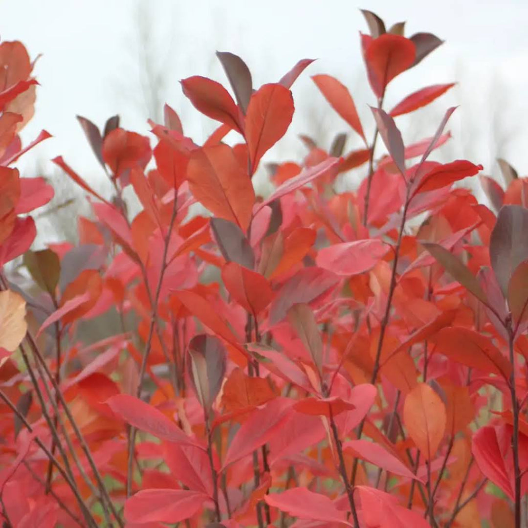 Brilliantissima Aronia
