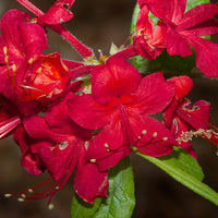 Jack Melton Rhododendron