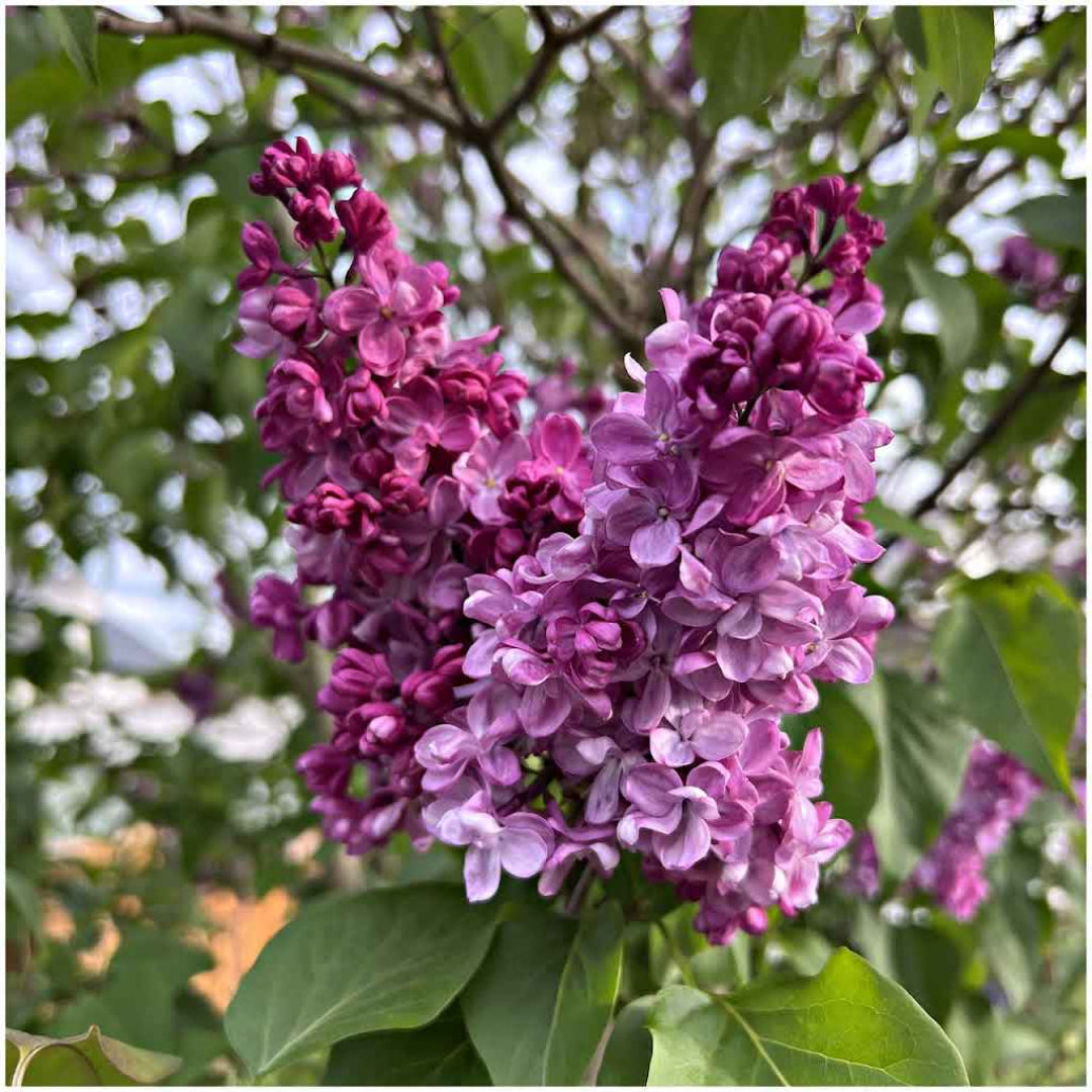 Belle de Nancy Pink French Lilac