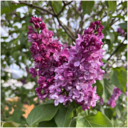 Belle de Nancy Pink French Lilac