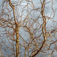 Twisted Willow