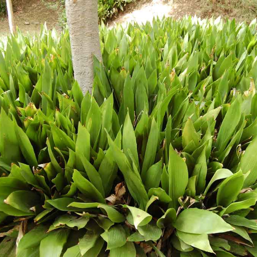 aspidistra elatior indoor plants Aspidistra Elatior Cast Iron Plant for Low Light Indoor Spaces