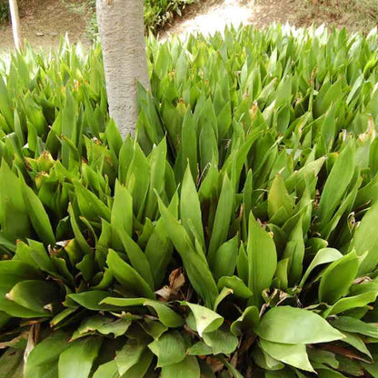 Aspidistra elatior Cast Iron Plant – Low Light Indoor Evergreen Plant