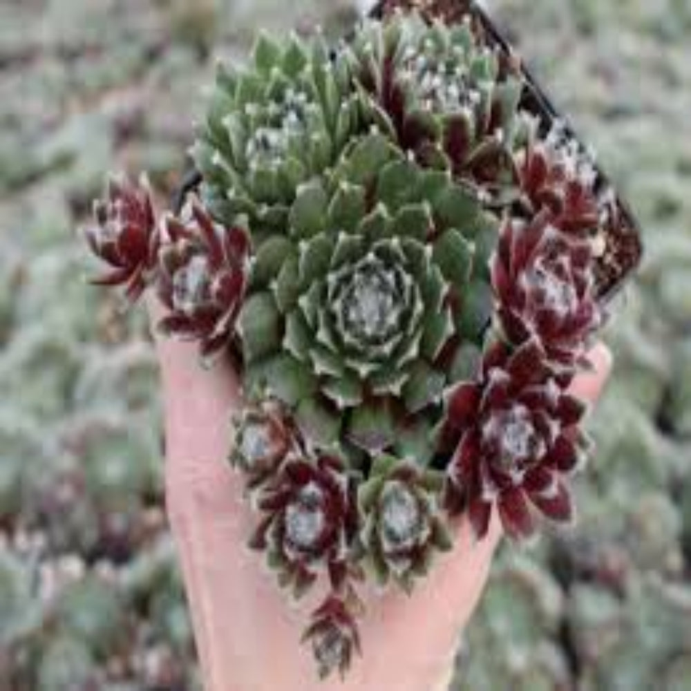 Sempervivum &