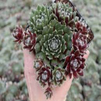 Sempervivum 'Jade Rose' Hens & Chicks