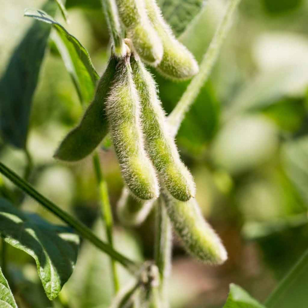 Soybean Plant