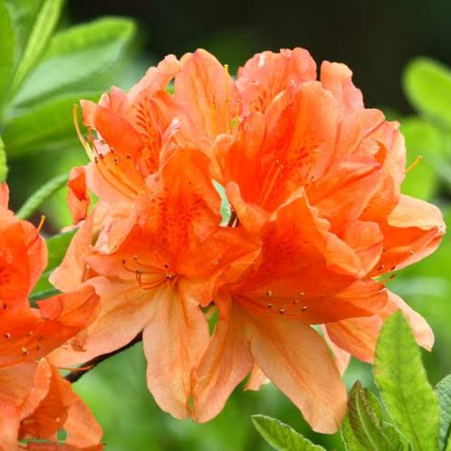 Rhododendron Great Balls of Fire Aromi Azalea