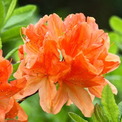 Rhododendron Great Balls of Fire Aromi Azalea