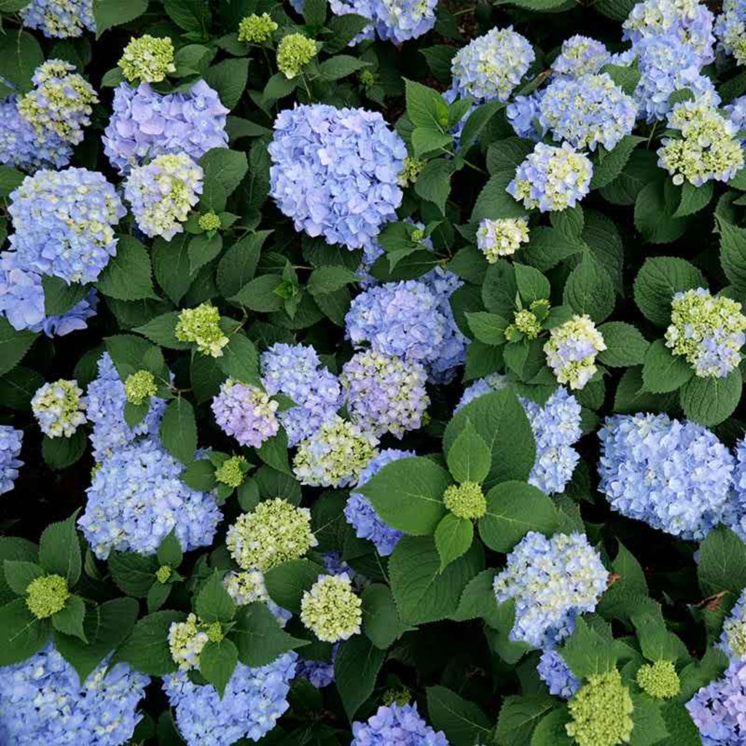 Azure Skies Hydrangea