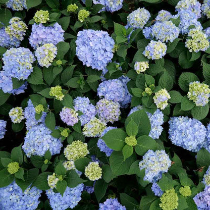Azure Skies Hydrangea