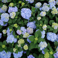 Azure Skies Hydrangea
