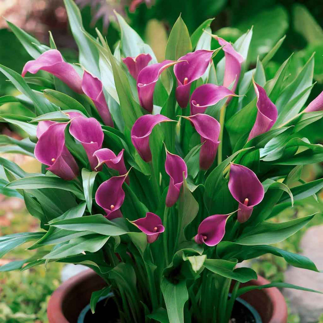 Calla Lily Purple Plant