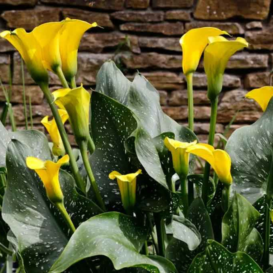 yellow lily indoor plant Calla Lily Yellow Plant