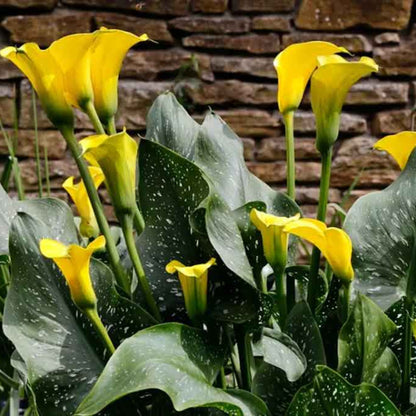 Calla Lily Yellow Plant