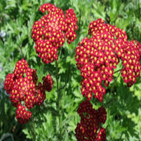 Achillea Millefolium 'Strawberry Seduction- Large Clusters of Long  [EG]