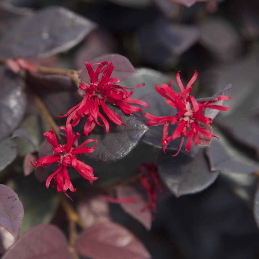 Red Diamond Loropetalum