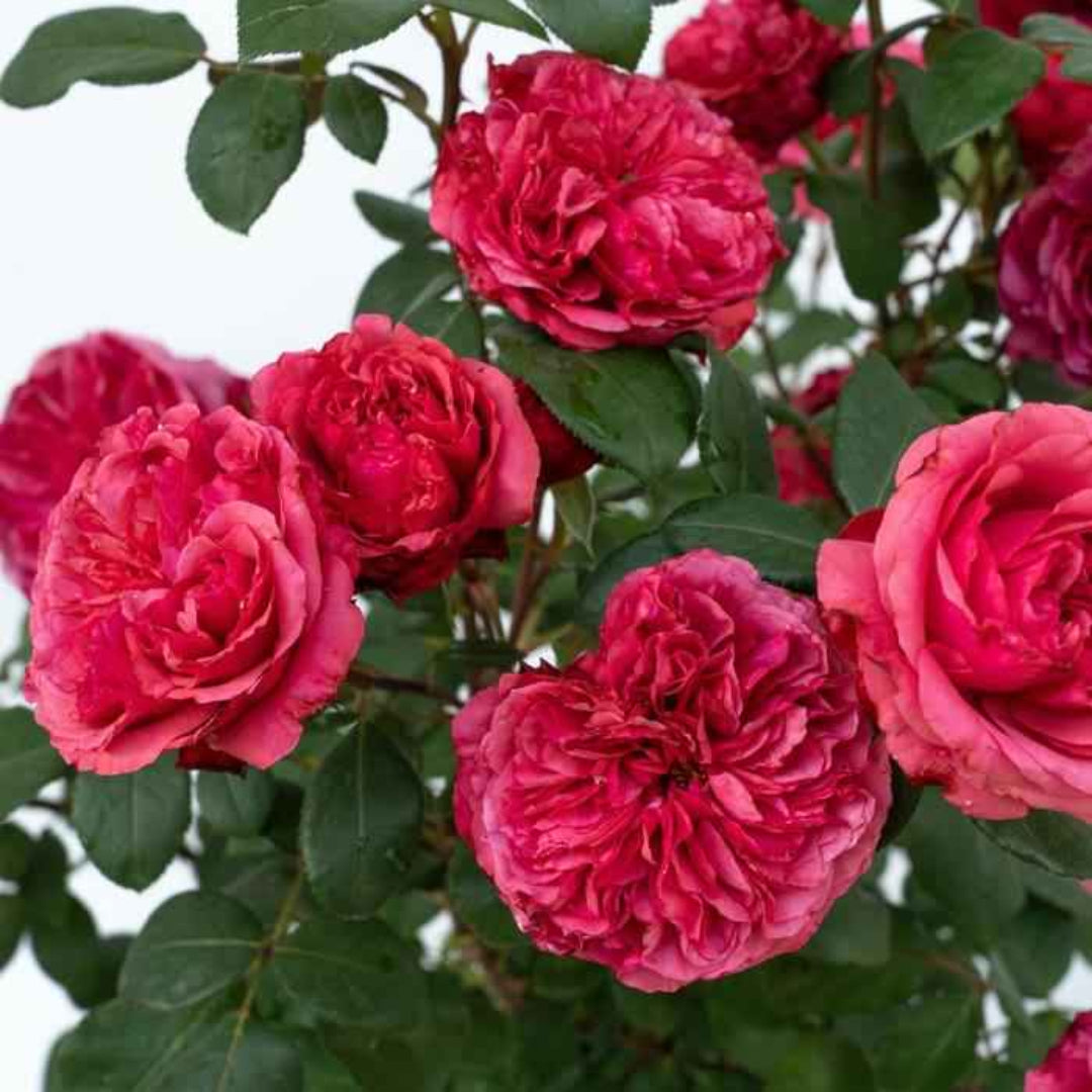 Rosa ‘Meicatess’ Love Me, Love Me Not® Hybrid Tea Rose