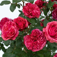 Rosa ‘Meicatess’ Love Me, Love Me Not® Hybrid Tea Rose