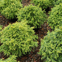 Cryptomeria Japonica Gyokuryu