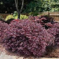 Daruma Loropetalum
