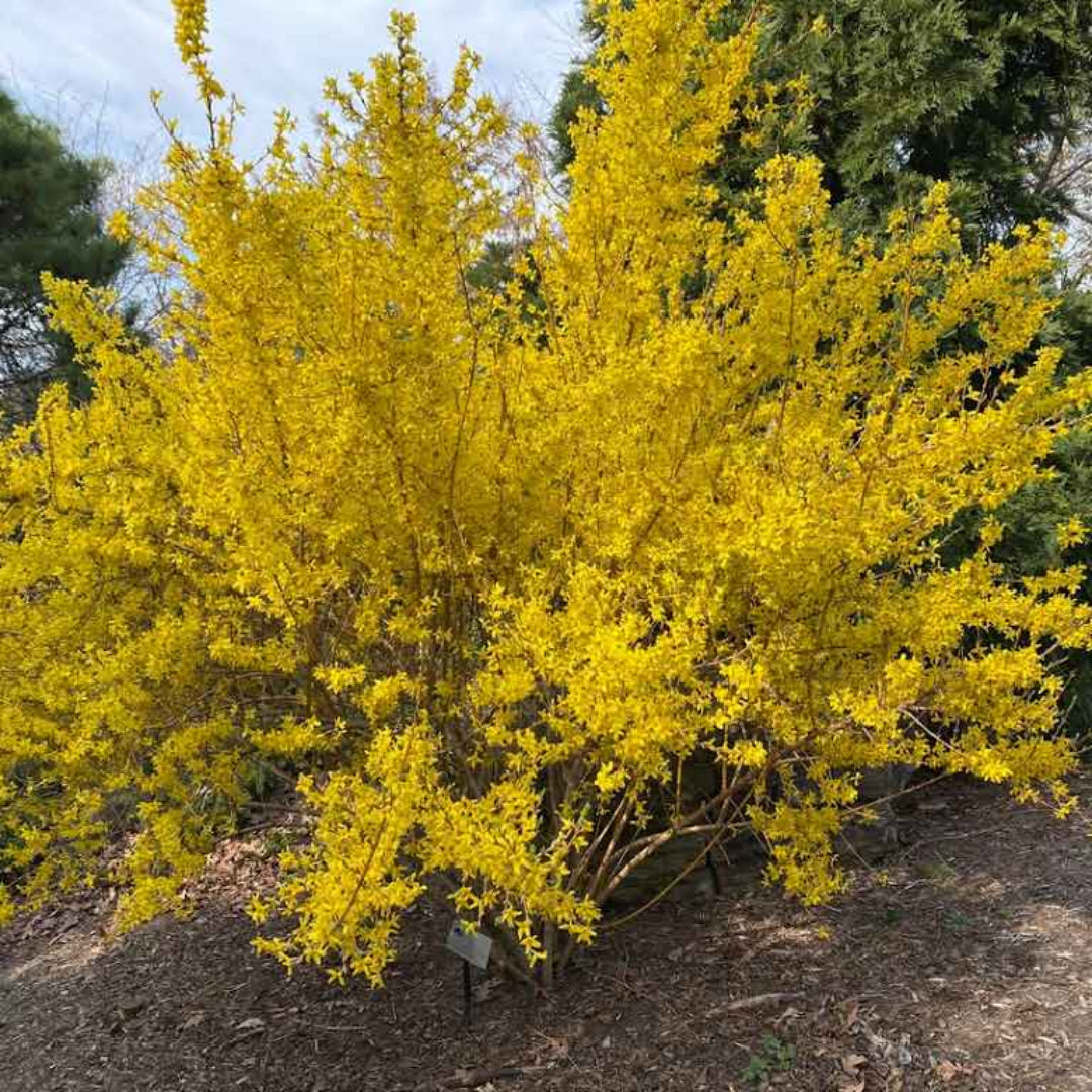 Forsythia x intermedia &
