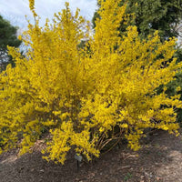 Forsythia x intermedia 'Fiesta'