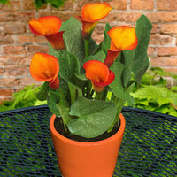Calla Lily Orange Plant