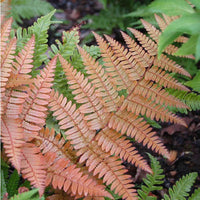 Dryopteris erythrosora Brilliance Autumn Fern