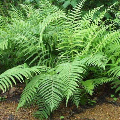 Thelypteris Kunthii Southern Shield Fern - [EG]