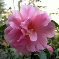 Winter blooming camellia with glossy green leaves