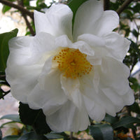 Winter's Snowman Camellia-Cold Hardy to 5*F