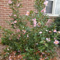 Close up of Winter’s Star camellia flowers