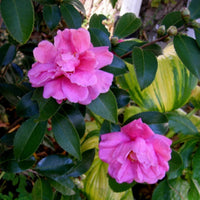 Winter's Joy Camellia