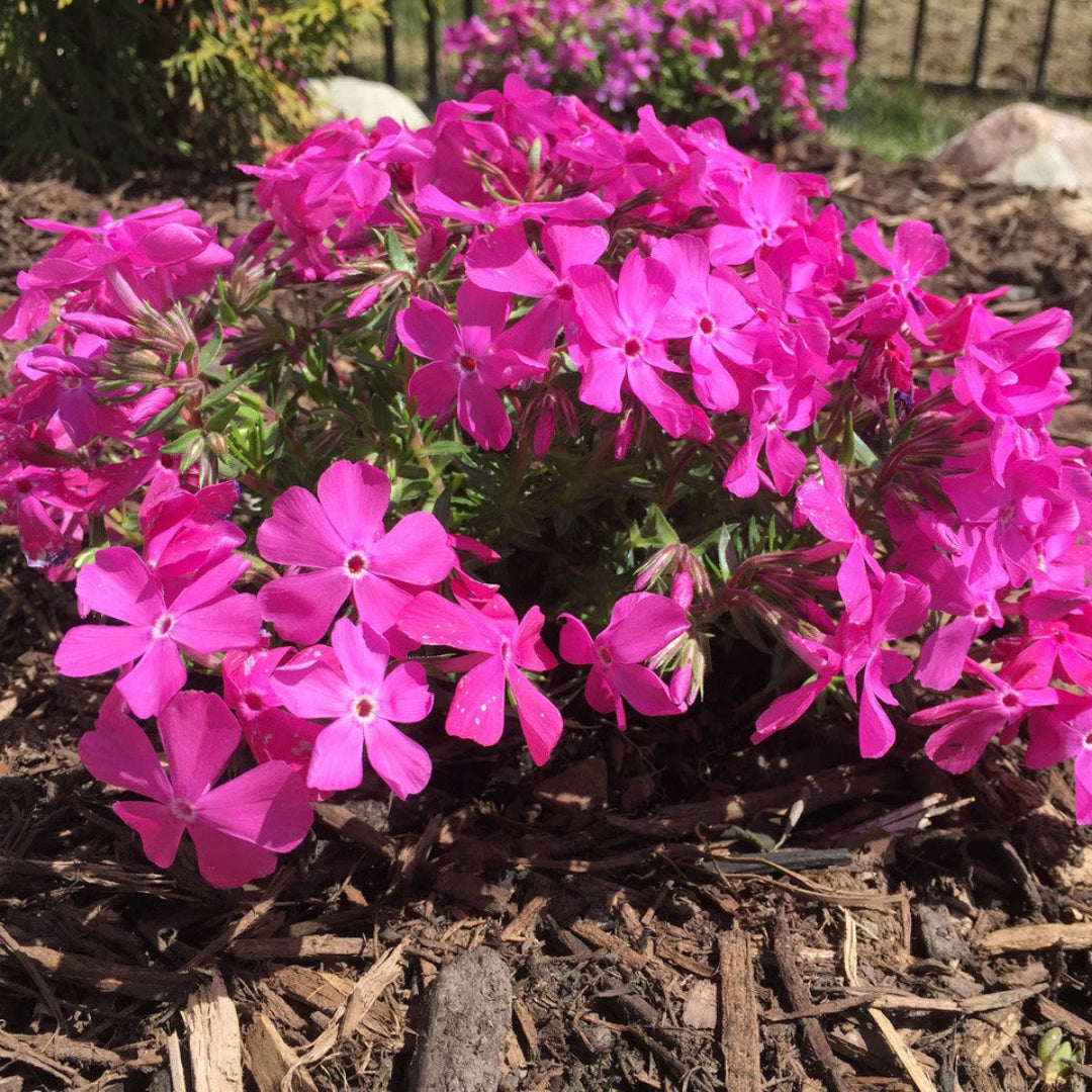 Phlox Subulata Drummond&