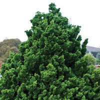 Hinoki Cypress