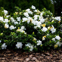Dwarf Radicans gardenia plant with compact evergreen growth