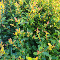 Dwarf Youpon Holly