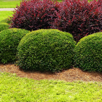 Dwarf Youpon Holly