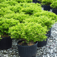 Dwarf Youpon Holly