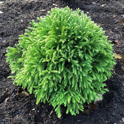 Cryptomeria Globosa Nana shrub in nursery pot