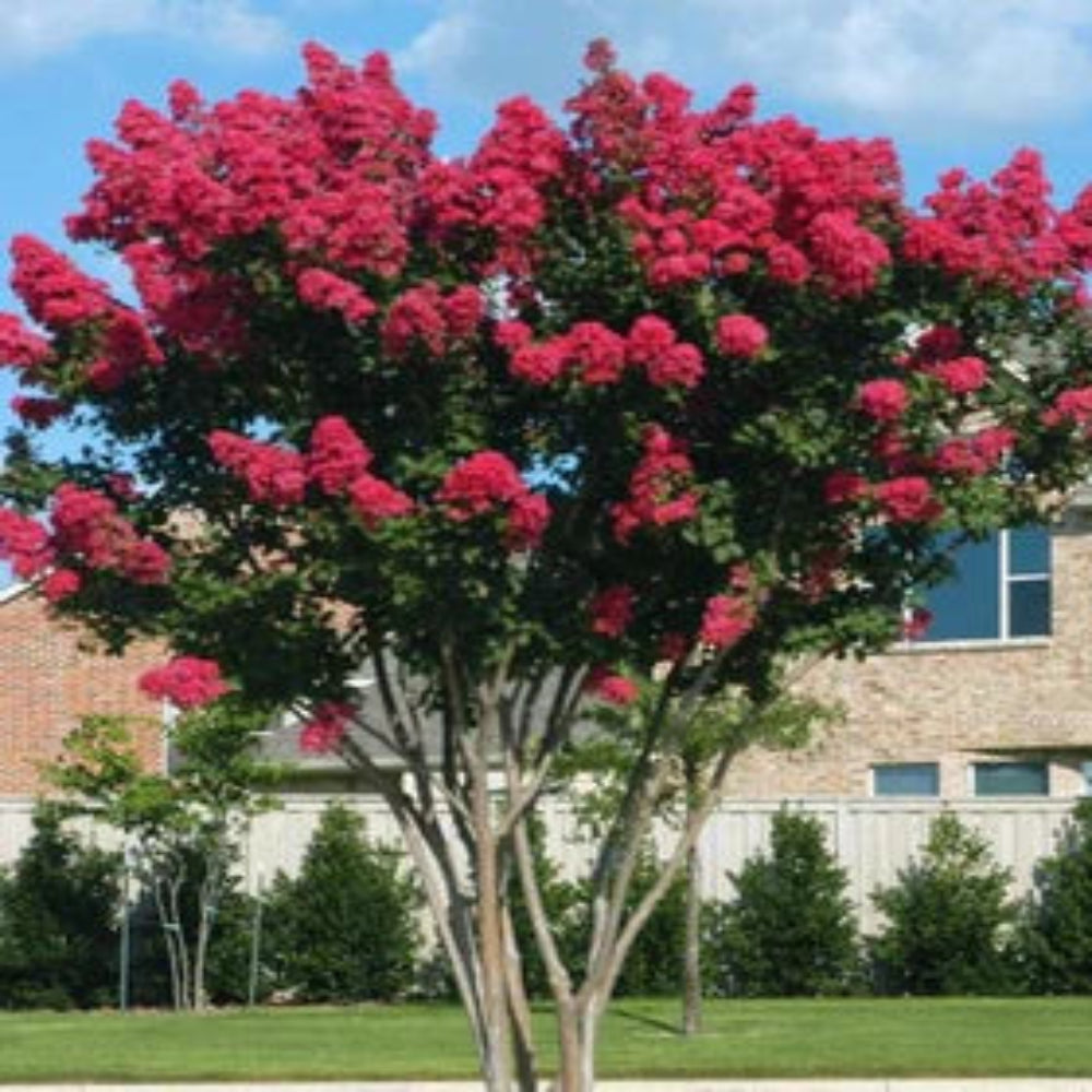 Colorama Scarlet Crape Myrtle