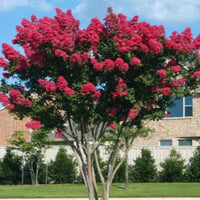 Colorama Scarlet Crape Myrtle